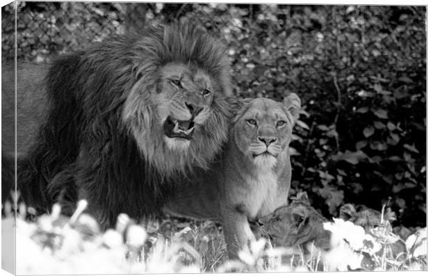 family of Lions Canvas Print by kathy white