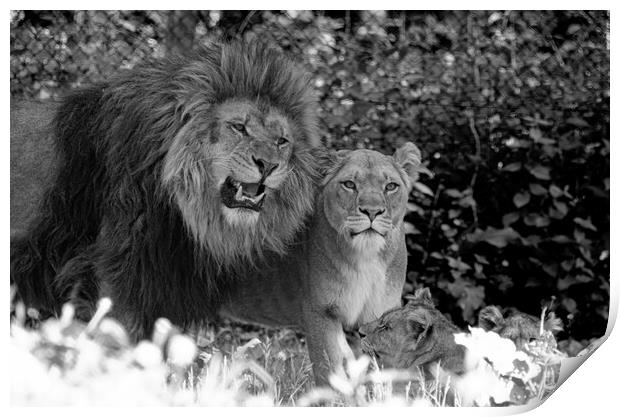 family of Lions Print by kathy white
