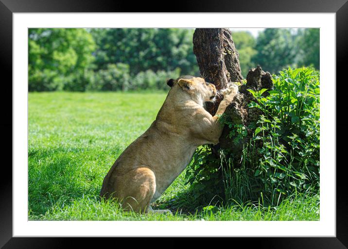 A lion have a good scratch Framed Mounted Print by kathy white