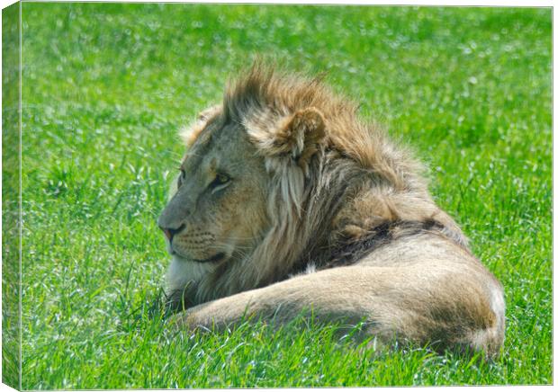 A lion lying in the grass Canvas Print by kathy white
