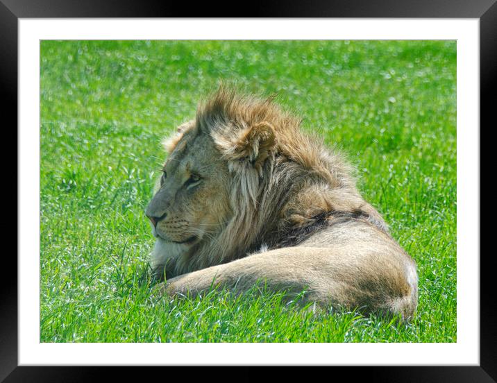 A lion lying in the grass Framed Mounted Print by kathy white