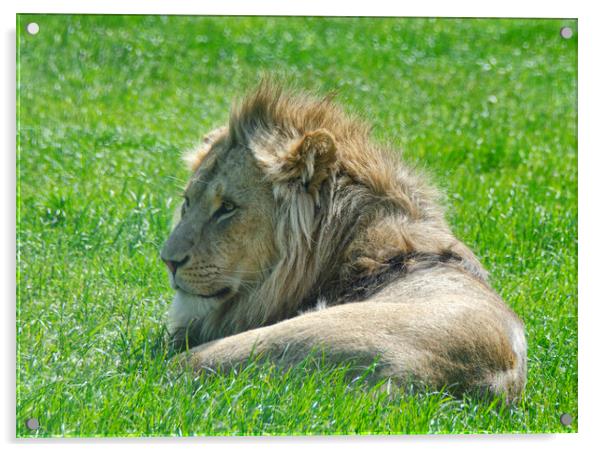 A lion lying in the grass Acrylic by kathy white