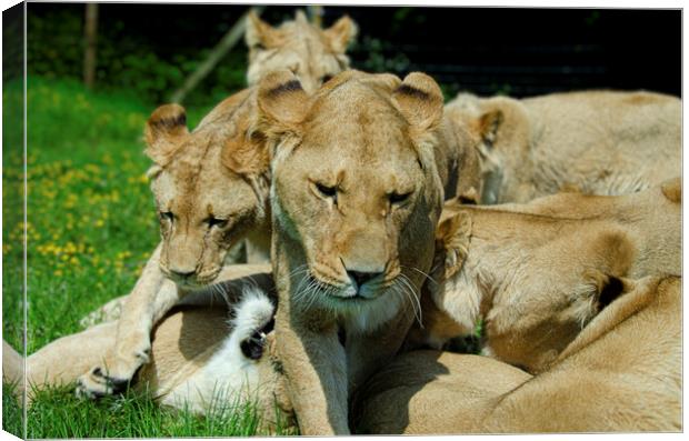 Playful Lion Cubs Bond with Mother Canvas Print by kathy white
