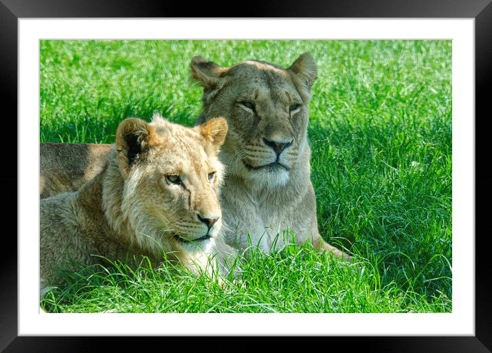 Two lions, sitting in a field Framed Mounted Print by kathy white
