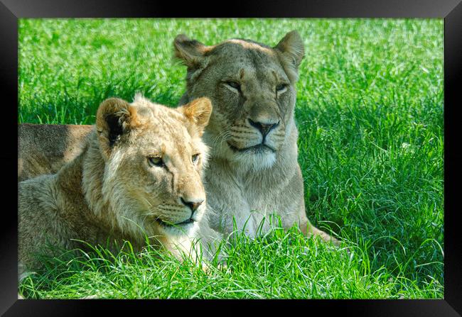 Two lions, sitting in a field Framed Print by kathy white
