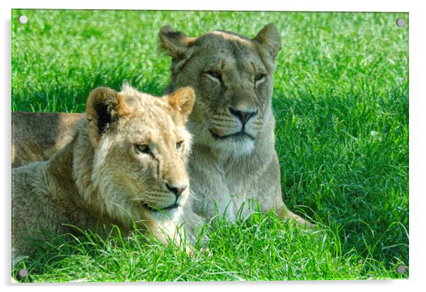 Two lions, sitting in a field Acrylic by kathy white