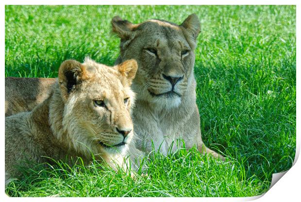 Two lions, sitting in a field Print by kathy white