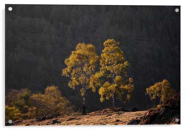 Golden light on Holme Fell, The Lake District Acrylic by Dan Ward