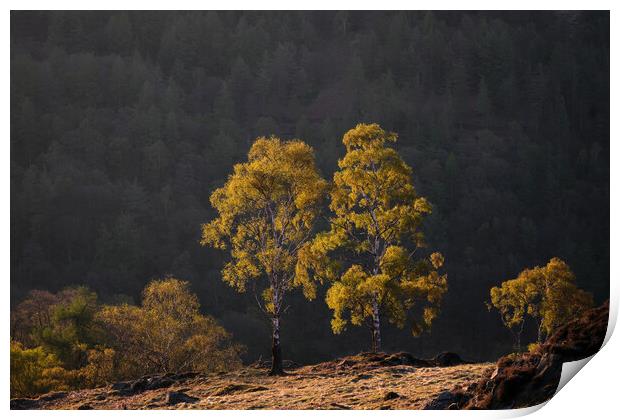 Golden light on Holme Fell, The Lake District Print by Dan Ward