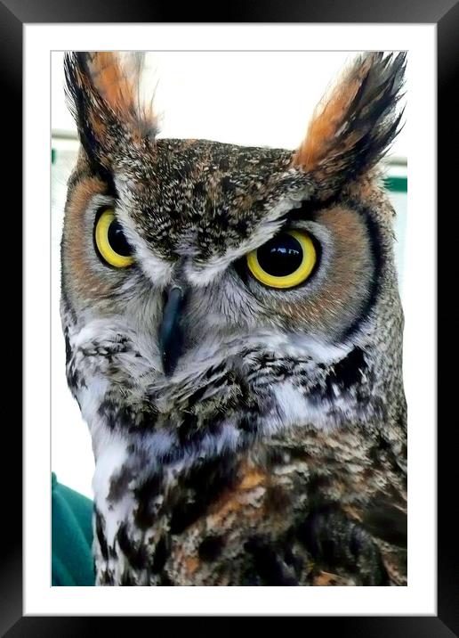 Great Horned Owl Bird Of Prey Framed Mounted Print by Andy Evans Photos