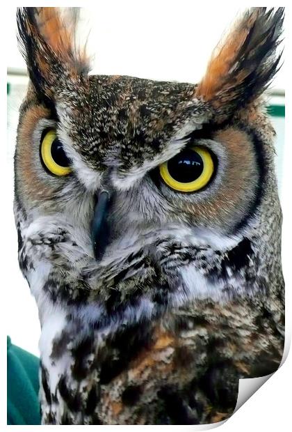 Great Horned Owl Bird Of Prey Print by Andy Evans Photos