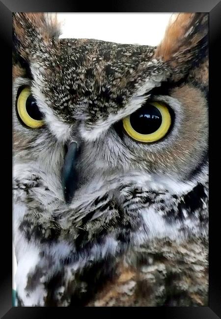 Great Horned Owl Bird Of Prey Framed Print by Andy Evans Photos