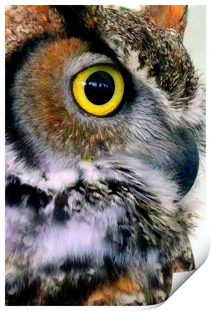 Great Horned Owl Bird Of Prey Print by Andy Evans Photos