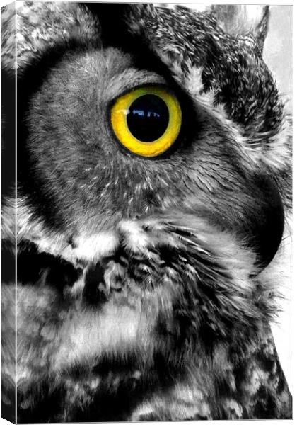 Great Horned Owl Bird Of Prey Canvas Print by Andy Evans Photos
