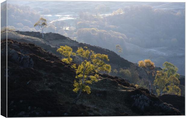 Early morning on Holme Fell, The Lake District Canvas Print by Dan Ward