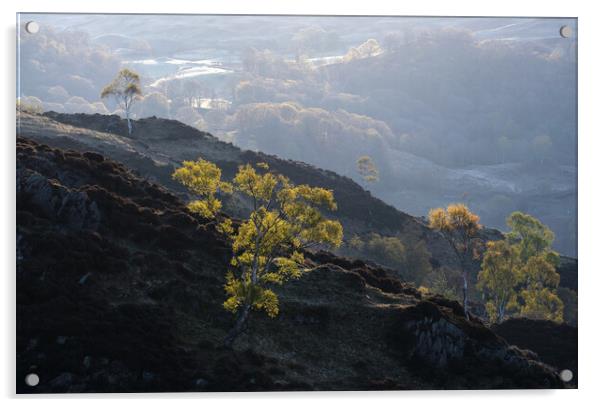 Early morning on Holme Fell, The Lake District Acrylic by Dan Ward