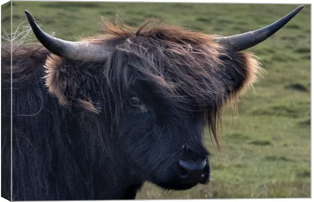 The Highland cow,Bad hair day  Canvas Print by kathy white