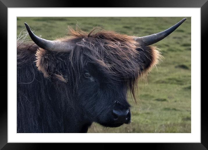 The Highland cow,Bad hair day  Framed Mounted Print by kathy white