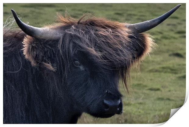 The Highland cow,Bad hair day  Print by kathy white