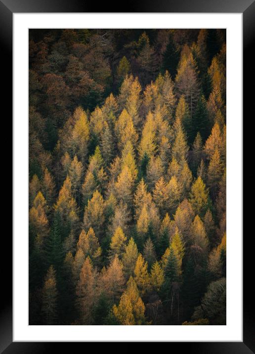 Autumn in Borrowdale Framed Mounted Print by Dan Ward
