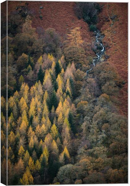 Autumn in Borrowdale Canvas Print by Dan Ward