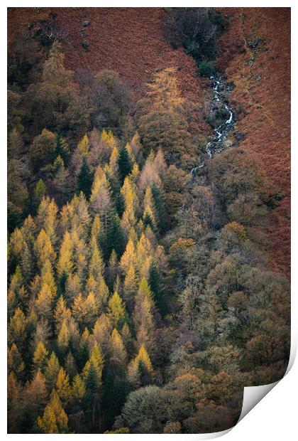 Autumn in Borrowdale Print by Dan Ward