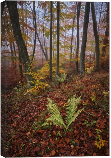 Autumn Colours Canvas Print by Dan Ward