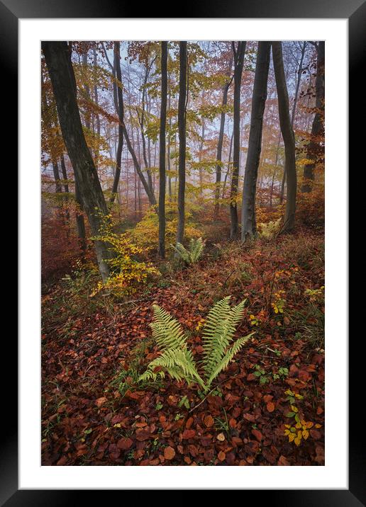 Autumn Colours Framed Mounted Print by Dan Ward