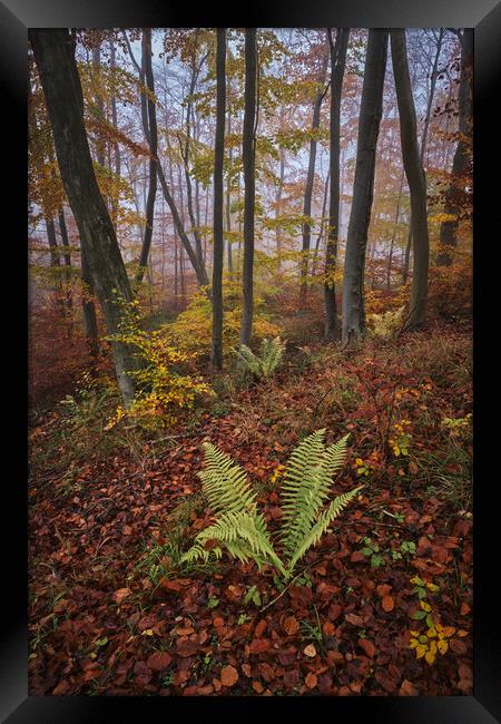 Autumn Colours Framed Print by Dan Ward