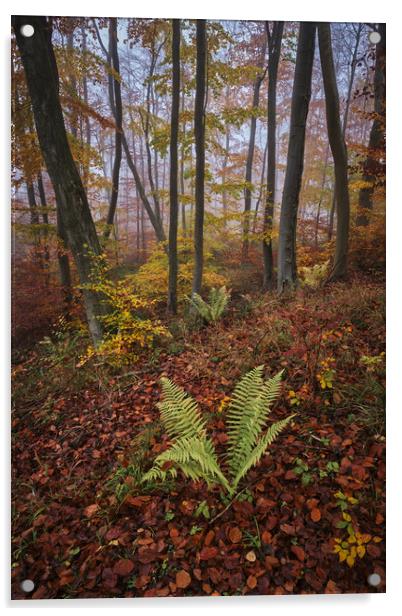 Autumn Colours Acrylic by Dan Ward
