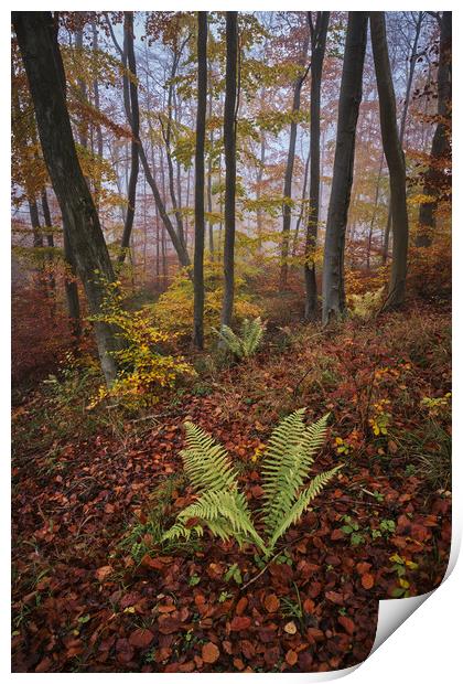 Autumn Colours Print by Dan Ward