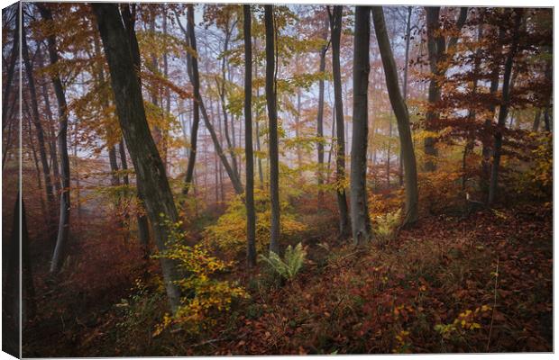 Woodland Autumn Colours Canvas Print by Dan Ward