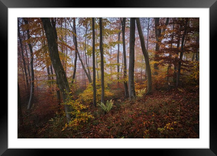 Woodland Autumn Colours Framed Mounted Print by Dan Ward