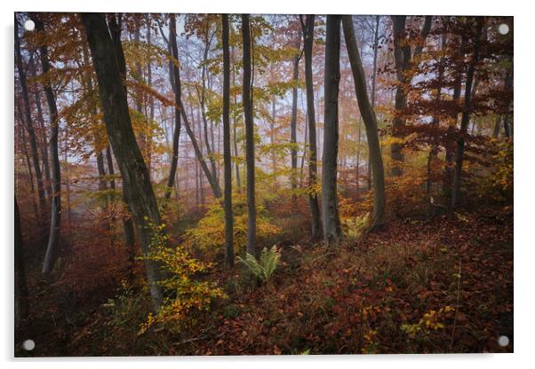 Woodland Autumn Colours Acrylic by Dan Ward