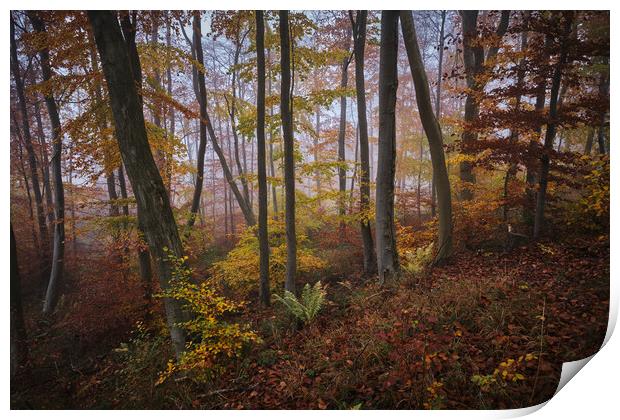 Woodland Autumn Colours Print by Dan Ward