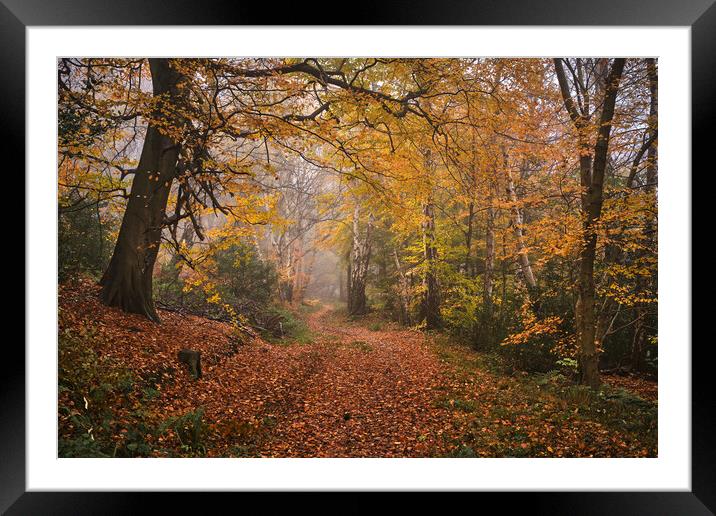 Autumn in the Woods Framed Mounted Print by Dan Ward