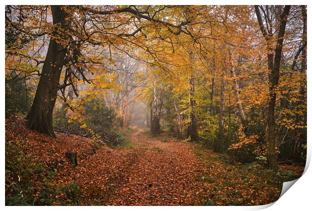 Autumn in the Woods Print by Dan Ward