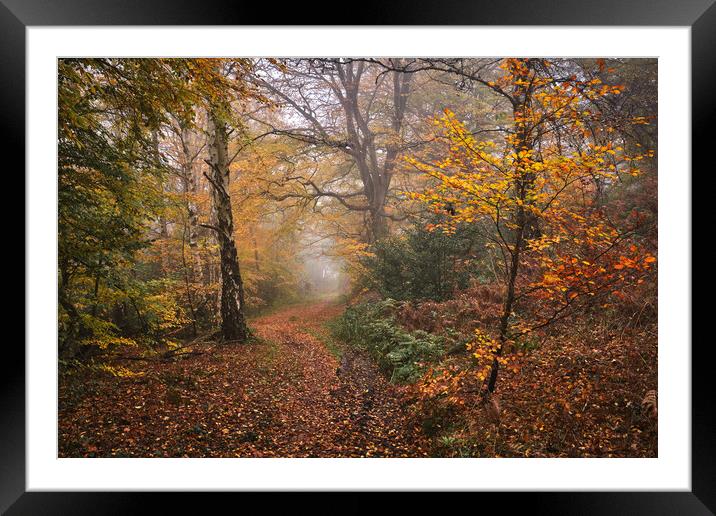 Autumn woodland Framed Mounted Print by Dan Ward