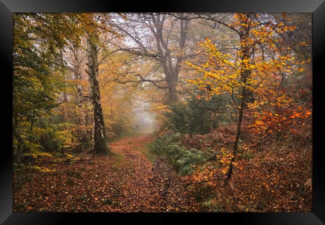 Autumn woodland Framed Print by Dan Ward