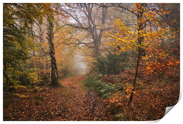 Autumn woodland Print by Dan Ward