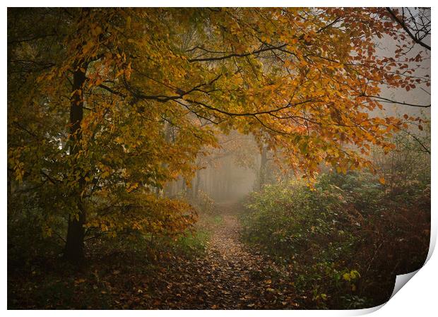Autumn woodland Print by Dan Ward