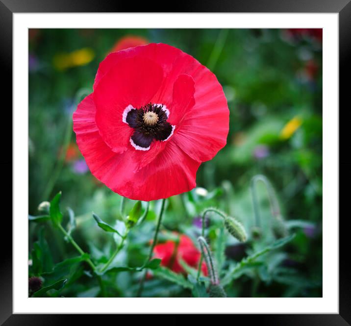 Poppy Framed Mounted Print by Dan Ward