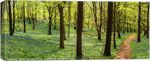Springtime in the forest Canvas Print by jim Hamilton