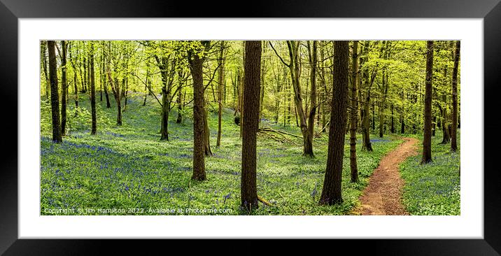Springtime in the forest Framed Mounted Print by jim Hamilton