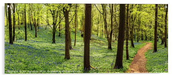 Springtime in the forest Acrylic by jim Hamilton