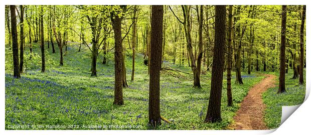 Springtime in the forest Print by jim Hamilton