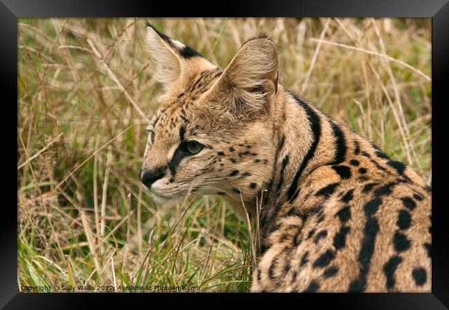 Side portrait of a Serval Cat Framed Print by Sally Wallis