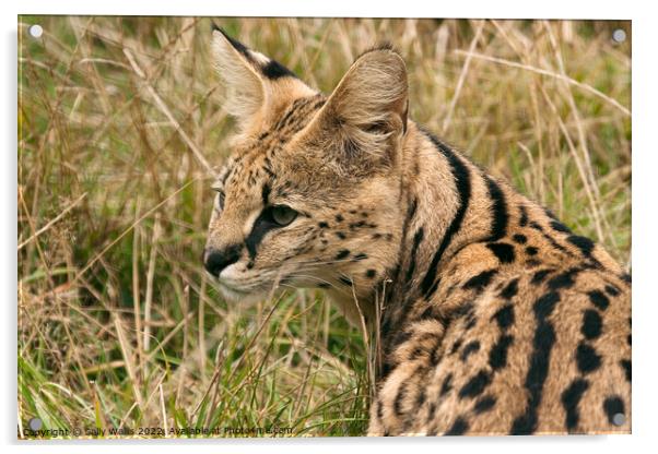 Side portrait of a Serval Cat Acrylic by Sally Wallis