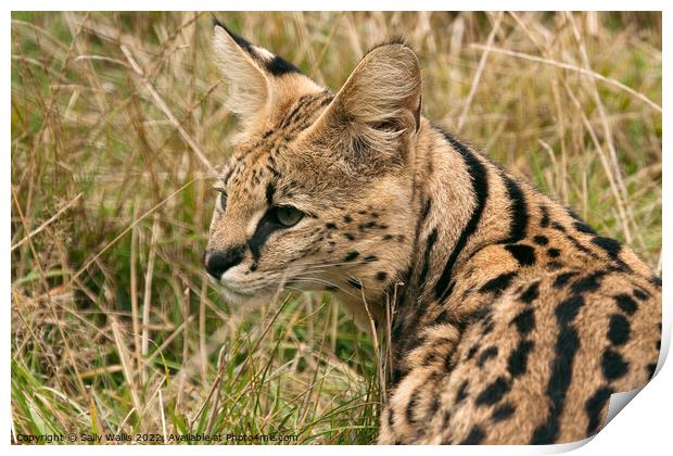 Side portrait of a Serval Cat Print by Sally Wallis