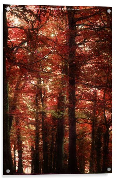 Autumn Shades Acrylic by Christine Lake